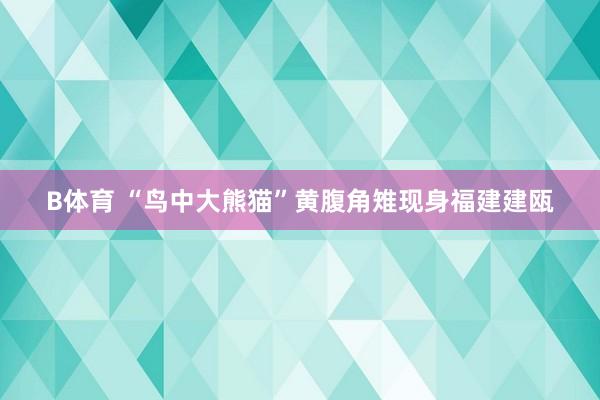 B体育 “鸟中大熊猫”黄腹角雉现身福建建瓯