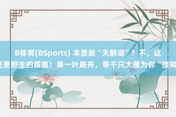 B体育(BSports) 本质版“天鹅湖”？不，这是更野生的跋扈！乘一叶扁舟，等千只大雁为你“接驾”